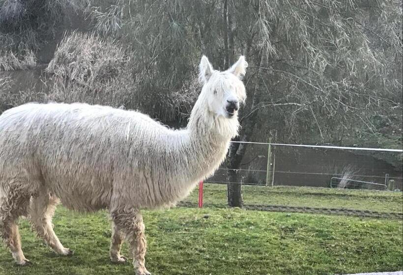 اتاق استاندارد, Hunters Moon