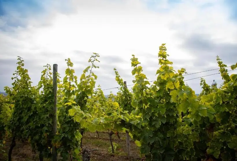 スタンダードバンガロー, Bungalow Miramar & Jeronimo At Casa Marin Vineyards