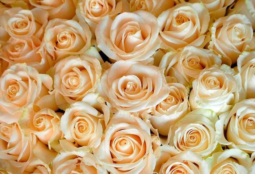 غرفة ديلوكس, Casa Don Sancho By Mustique