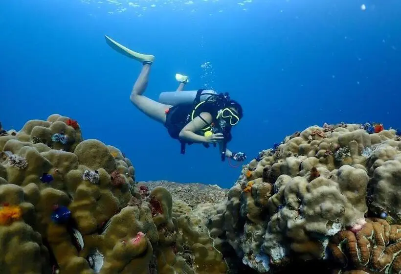 ルームシェアのワンベッド, The Dearly Koh Tao Hostel Padi 5 Star Dive Resort