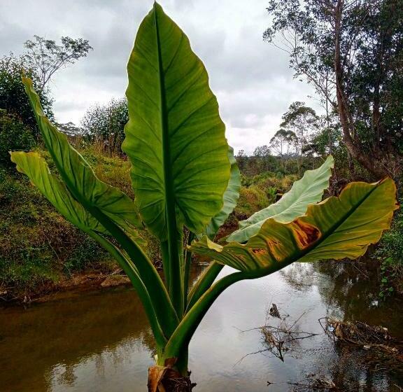 Standardrum Poolutsikt, Andasibe Sifaka Lodge