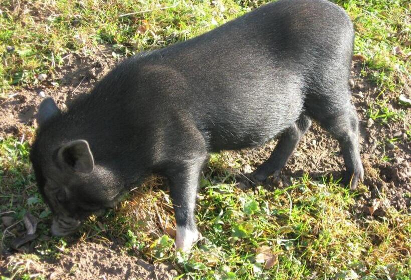 침실 1개 가든 전망 아파트, Le Paradis Des Animaux