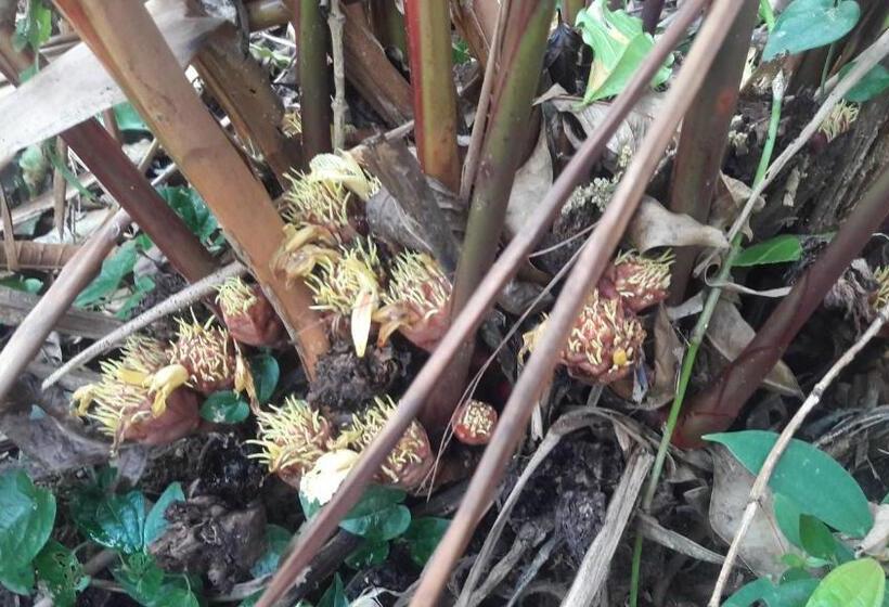 اتاق استاندارد, Begnas Coffee House &