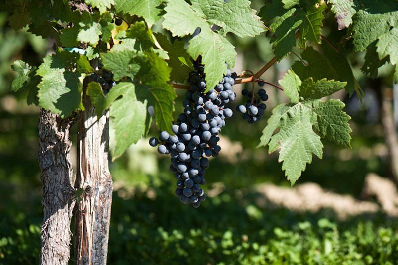 Номер Стандарт, Gästehaus Sproß