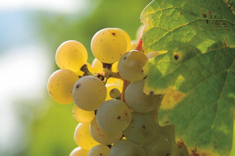 Номер Стандарт, Gästehaus Sproß