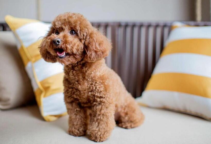 Номер Клуб Кровать Кинг, Hyatt Regency Chongming