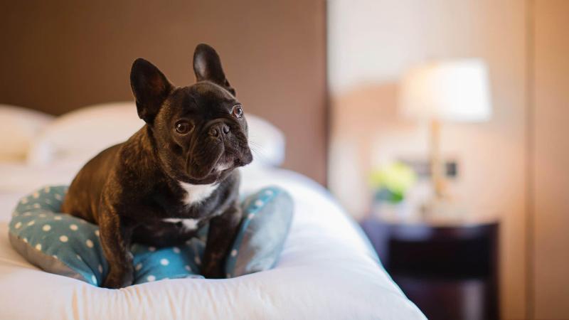 Стандартный Номер Кровать Кинг, Hyatt Regency Chongming