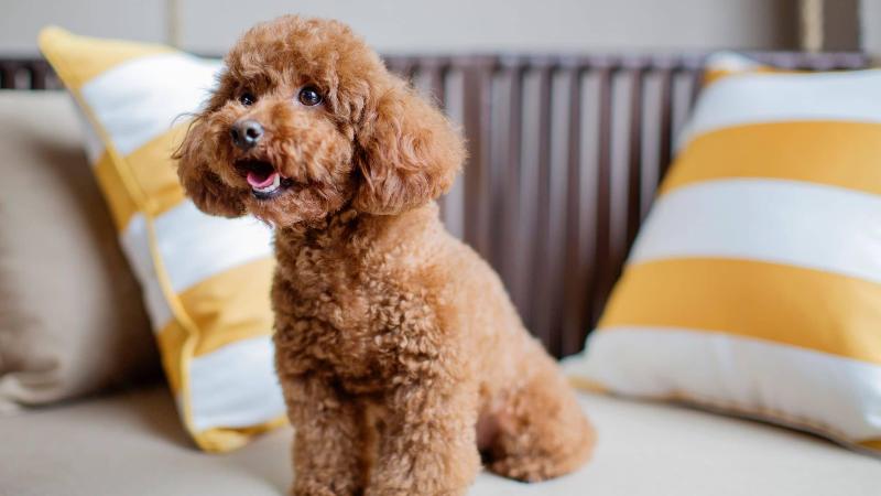 Номер Стандарт, Hyatt Regency Chongming