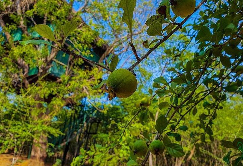 Дом 1 Спальня, Yala Beddegama Eco