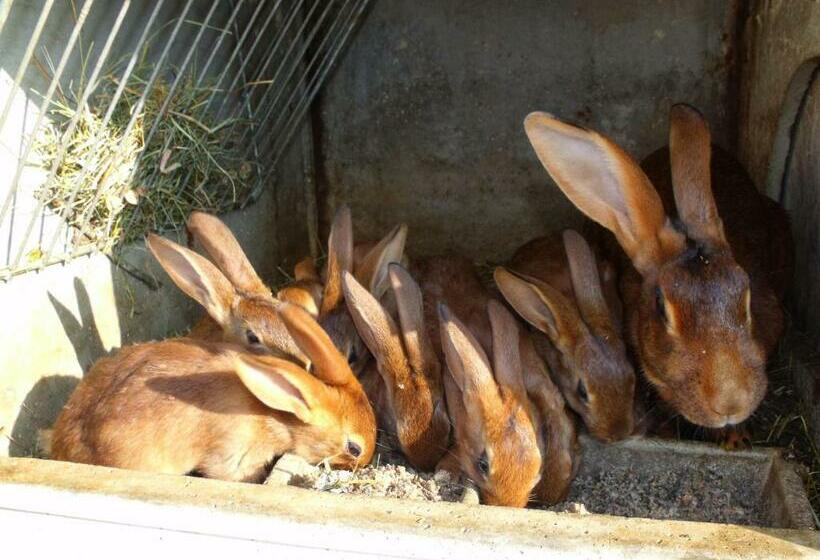 غرفة عائلية, Cabane Dans Les Arbres Avec Terrasse Et Coin Barbecue, Idéale Pour Des Séjours En Pleine Nature   Fr