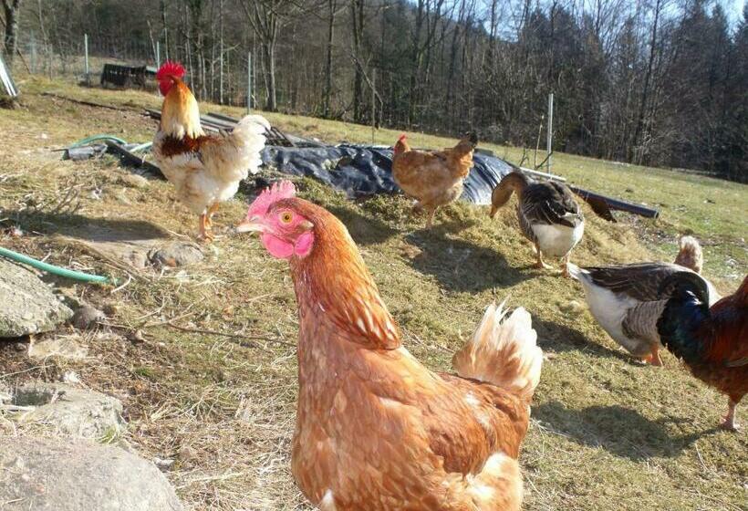 غرفة عائلية, Cabane Dans Les Arbres Avec Terrasse Et Coin Barbecue, Idéale Pour Des Séjours En Pleine Nature   Fr