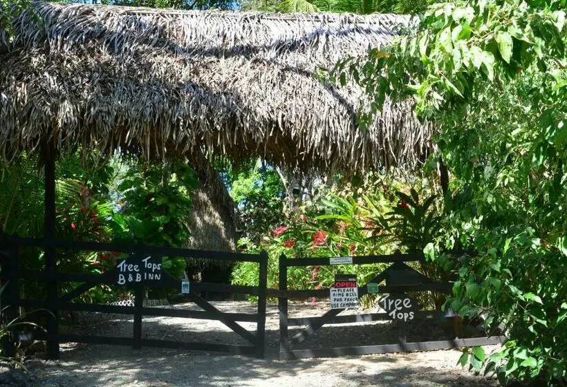 Standard-huone, Treetops Inn