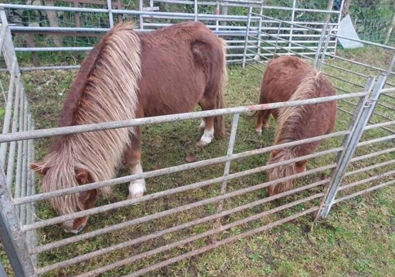 스탠다드 룸 가든 전망, Bright Cottage, Kingdom Of Mourne