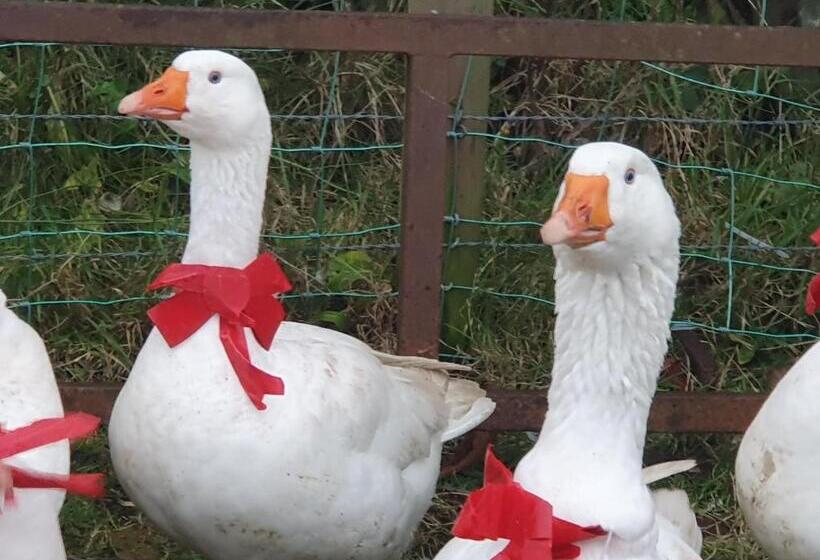 스탠다드 룸 가든 전망, Bright Cottage, Kingdom Of Mourne