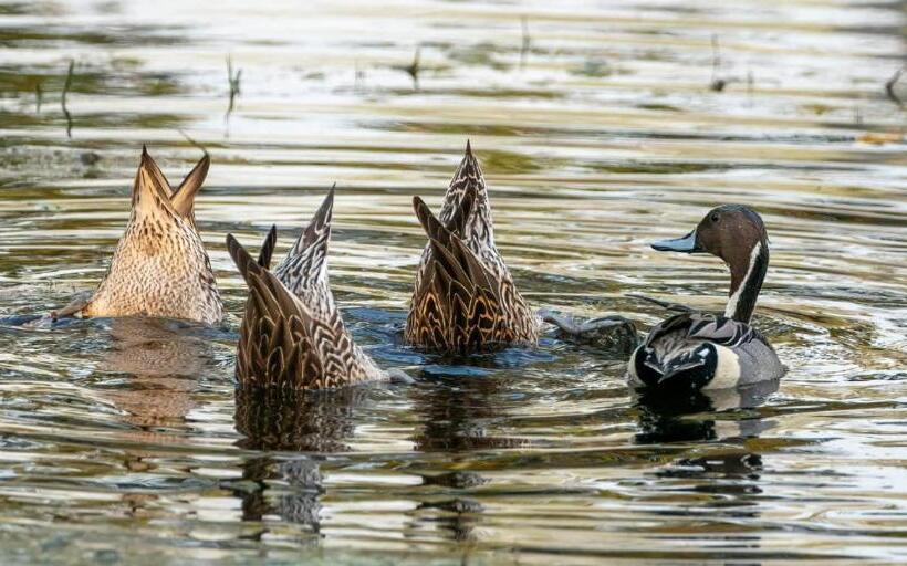 استوديو قياسي مطل على البحيرة, Kanikasundari Home Stay