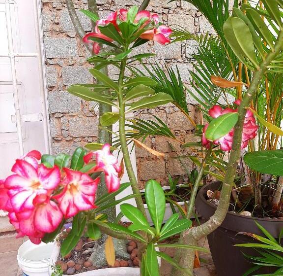 スタンダードルーム, Quartos Aconchegantes Prox Pelourinho, Metrô E Arena F Nova