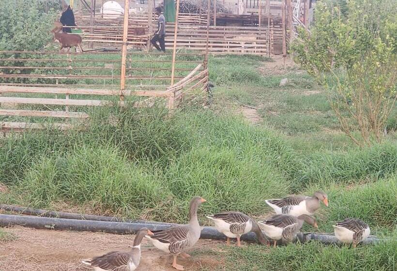 Номер Стандарт Вид на Сад, Bostan Farm