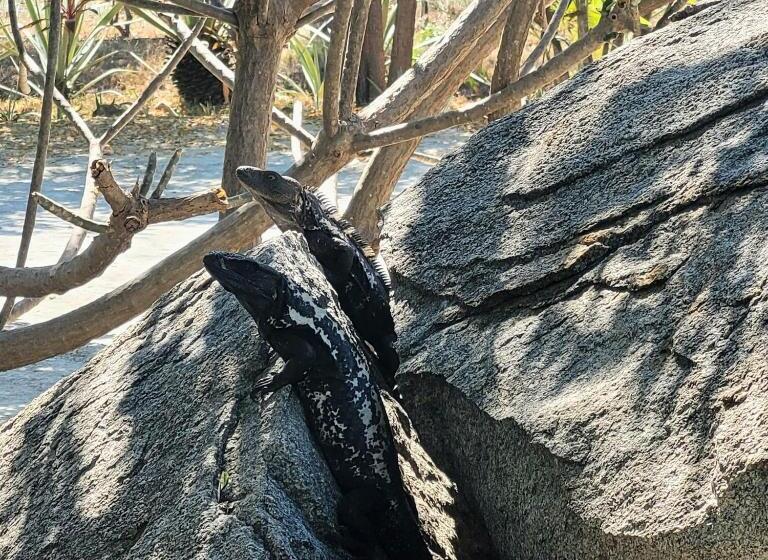 침실 1개 풀장 전망 아파트, Ocean Oasis Hotel   Adult Only, Four Casitas Boutique Resort