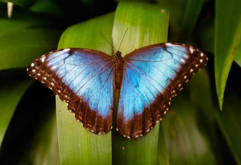 غرفة عائلية, Veragua Rainforest
