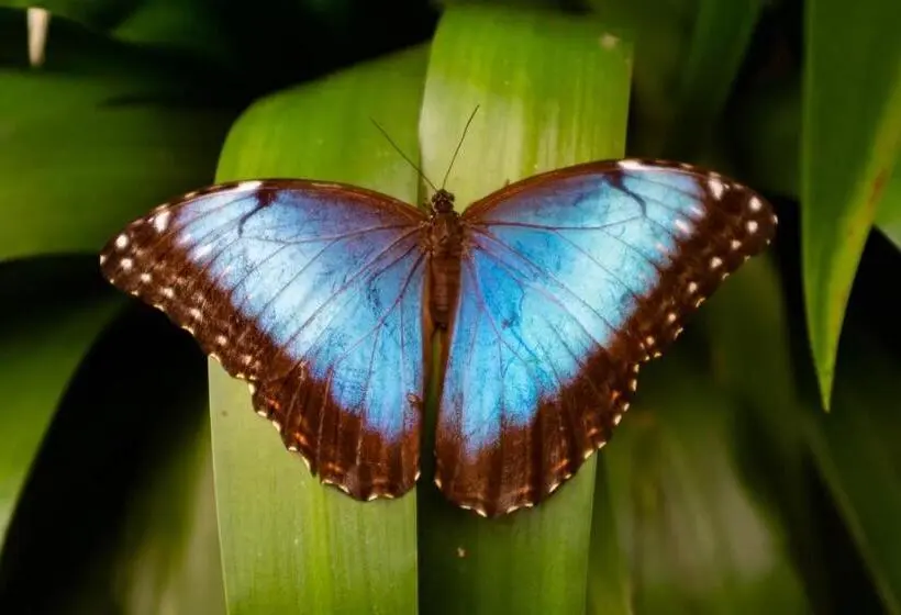 Perhehuone, Veragua Rainforest