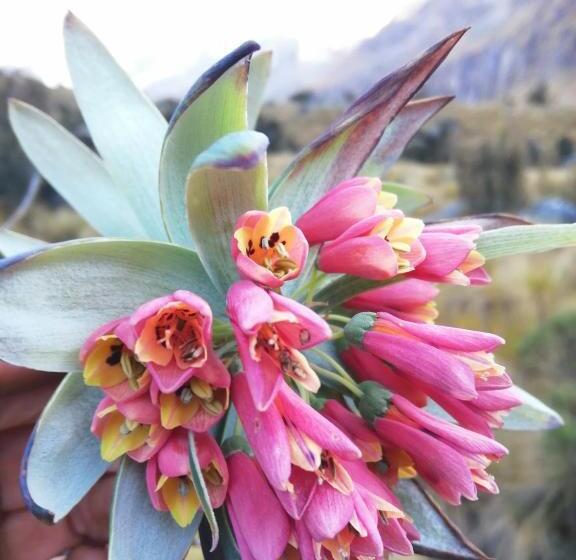 חדר לארבעה סטנדרטי עם מרפסת, Amazing Huaraz