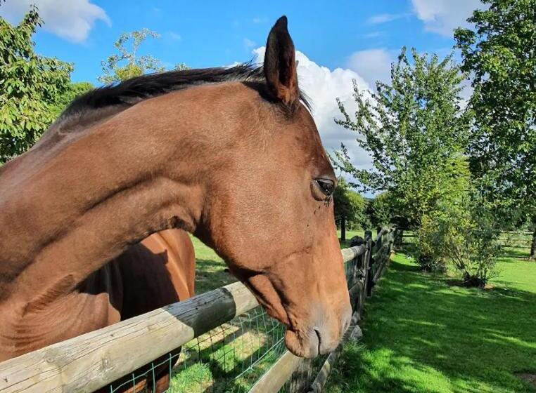 스탠다드 자쿠지 룸, Cottage De La Mare Aux Chèvres