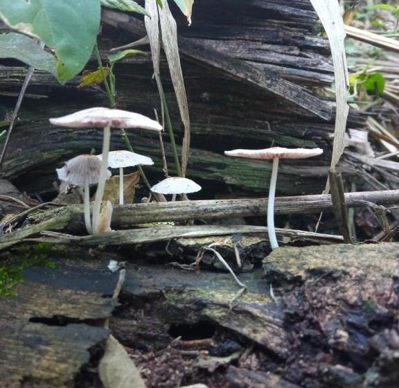 בקתה סטנדרטית, El Cielo Biohospedaje