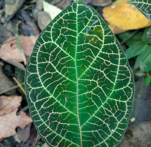 בקתה סטנדרטית, El Cielo Biohospedaje