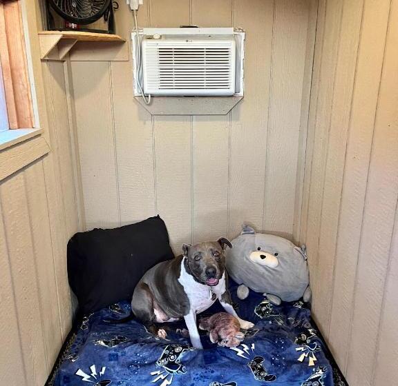 اتاق لوکس با تخت بزرگ, The Cabin At Camp K9 Provides One On One Doggy Daycare