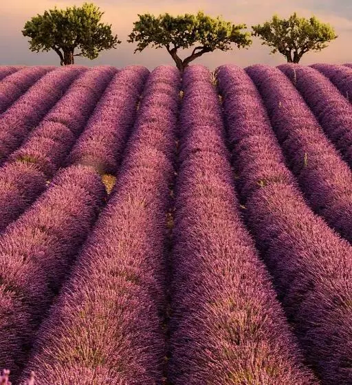 プールビュースタンダードルーム, Les Terrasses De Valensole