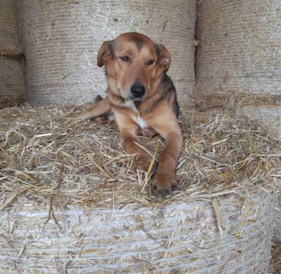 חדר משפחתי, Chambres D Hôtes Domaine Du Bois Basset