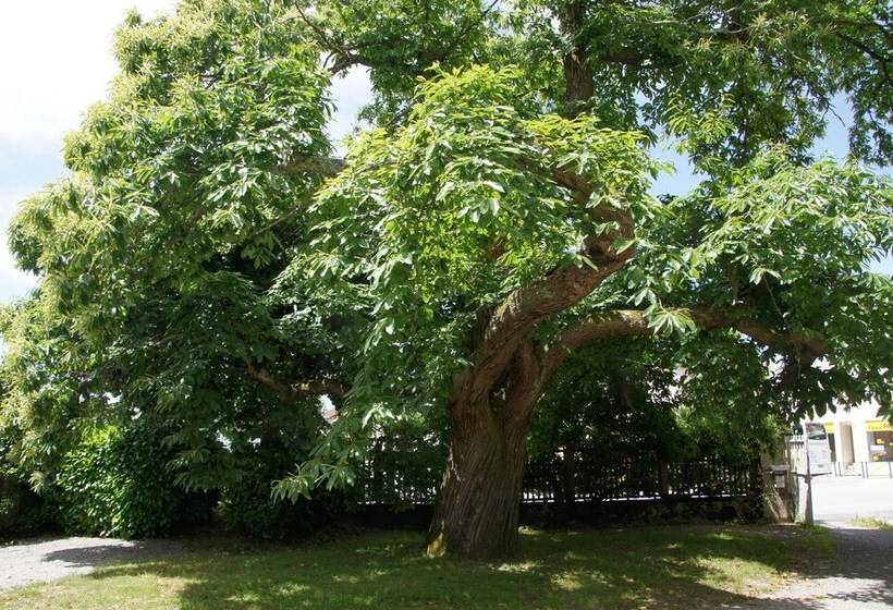 スイート, Le Clos De La Muse