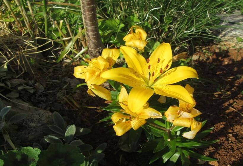 バルコニー付きスタンダードステューディオ, Villa Nada