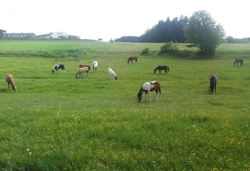 デラックスルーム, Q Ranch