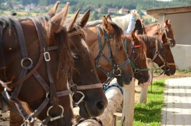 デラックストリプルルーム, Q Ranch