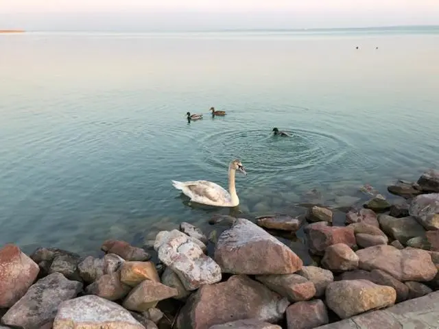 اتاق کلاسیک سه تخته, Astoria