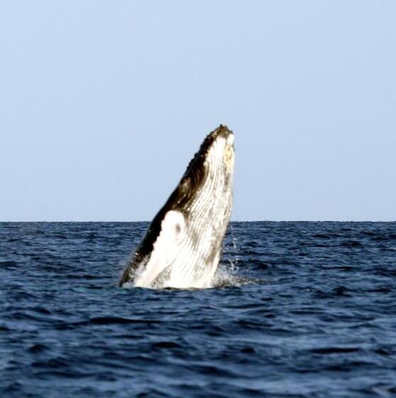 带海景的标准房, Oasis & Surf Camp