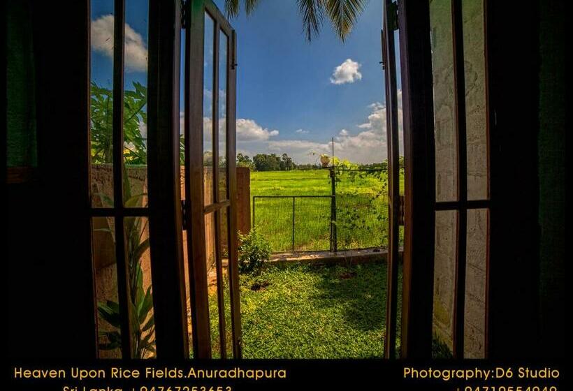 Quarto Estandar Interior, Heaven Upon Rice Fields