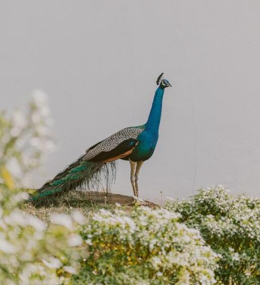 带4个卧室的别墅, Little Tamarind