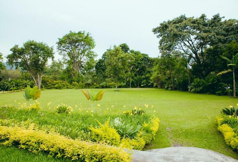 اتاق لوکس, Gorillas Lake Kivu