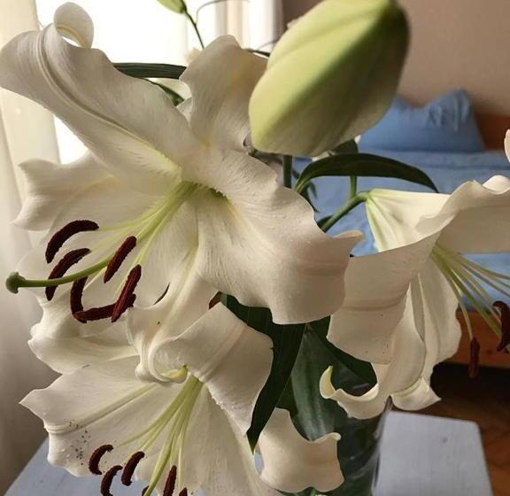 高级大房间, Tulipán Villa Panzió