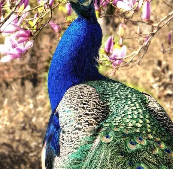 ジュニアスイート, Hofgut Holzmuhle