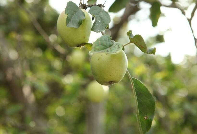 エコノミールーム, Guest House Dilijan Orran