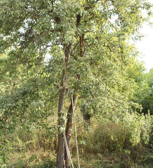 スタンダードトリプルルーム, Guest House Dilijan Orran