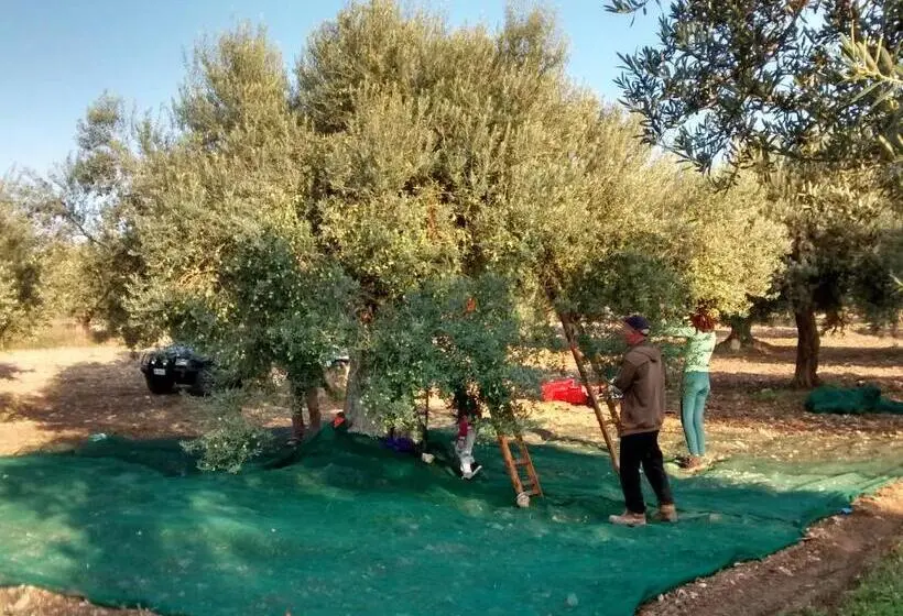 سوییت, Ronnavona Casa Vacanze B&b