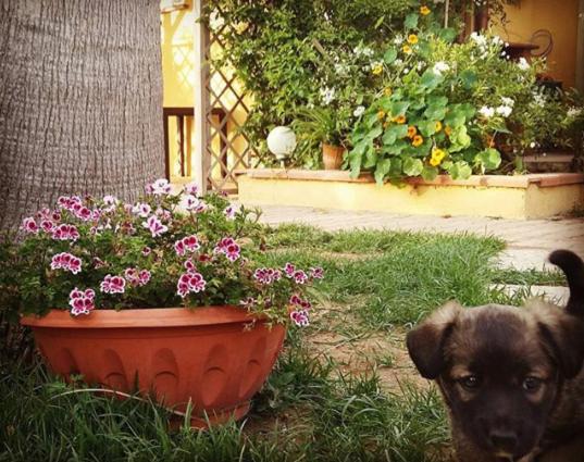 اتاق استاندارد, Casa Di Campagna Dal Pozzo