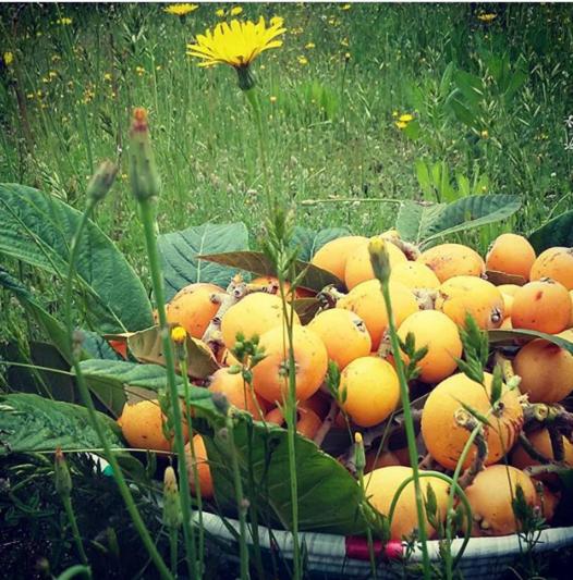 ویلای استاندارد با چشمانداز باغ, Casa Di Campagna Dal Pozzo