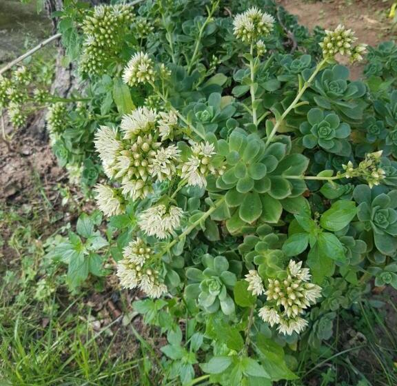 اتاق خانوادگی, Casa Di Campagna Dal Pozzo
