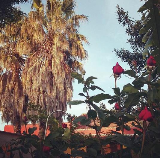 اتاق خانوادگی, Casa Di Campagna Dal Pozzo