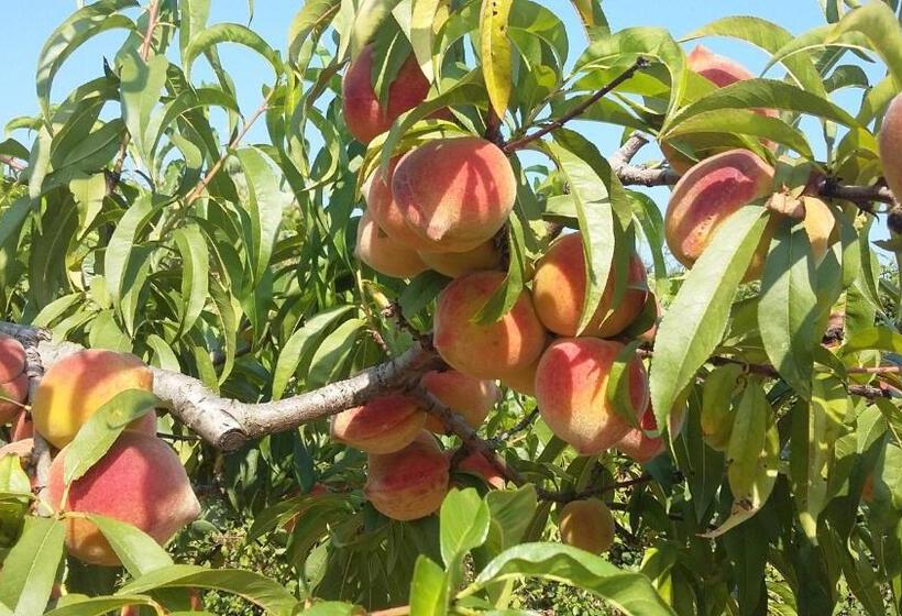 ویلای استاندارد با چشمانداز باغ, Casa Di Campagna Dal Pozzo